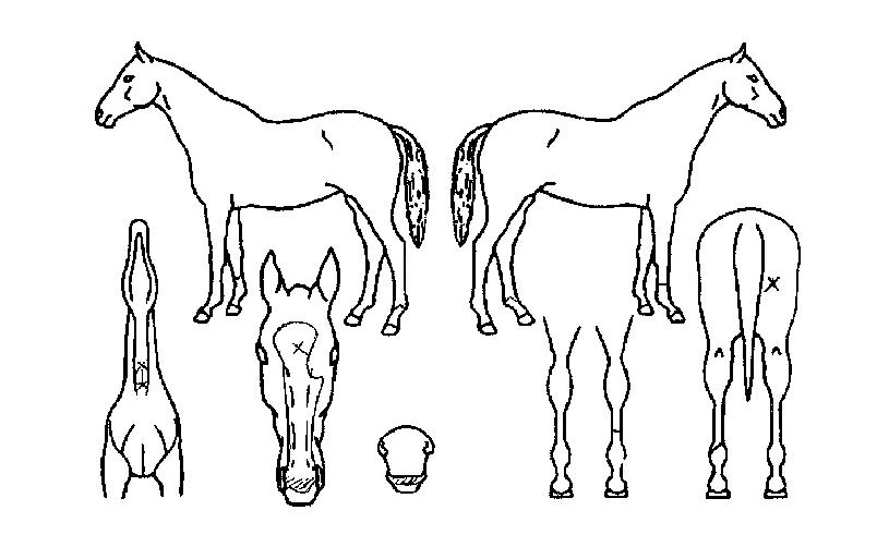 ¿Ã¸²ÆÛ½ºÀÇ Ãø¸é,¿ì¸é,µÞ¸é,µÎ»ó,´Ù¸®ÀÇ Æ¯Â¡µµÇØ