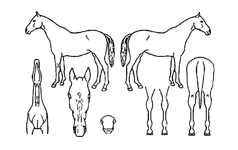 Çѳ²·çŰÀÇ Ãø¸é,¿ì¸é,µÞ¸é,µÎ»ó,´Ù¸®ÀÇ Æ¯Â¡µµÇØ