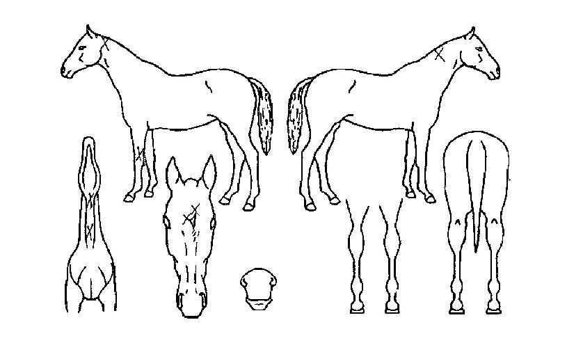 õÇÏÄè°ÉÀÇ Ãø¸é,¿ì¸é,µÞ¸é,µÎ»ó,´Ù¸®ÀÇ Æ¯Â¡µµÇØ