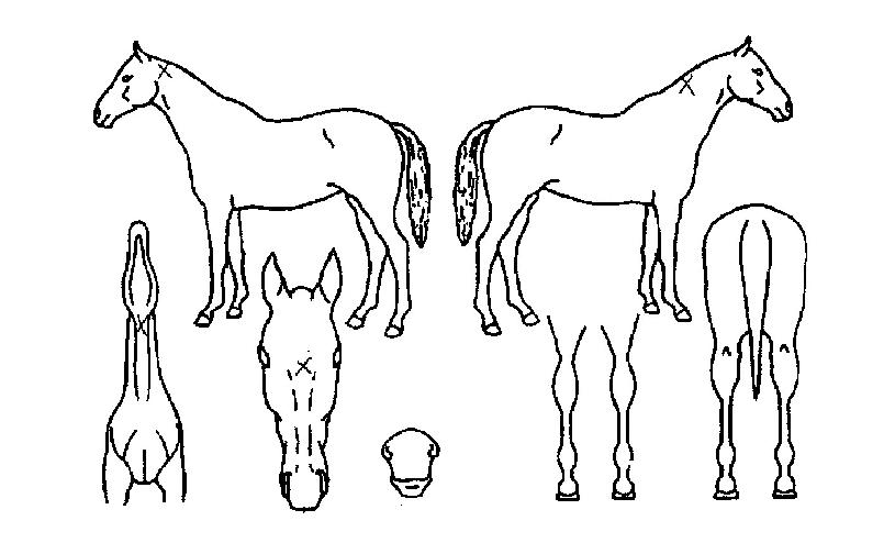 »þÇÁ°ÔÀÏÀÇ Ãø¸é,¿ì¸é,µÞ¸é,µÎ»ó,´Ù¸®ÀÇ Æ¯Â¡µµÇØ