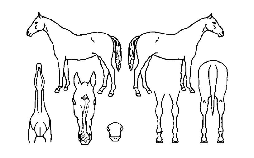 ±×¸°¹Ì¸£ÀÇ Ãø¸é,¿ì¸é,µÞ¸é,µÎ»ó,´Ù¸®ÀÇ Æ¯Â¡µµÇØ