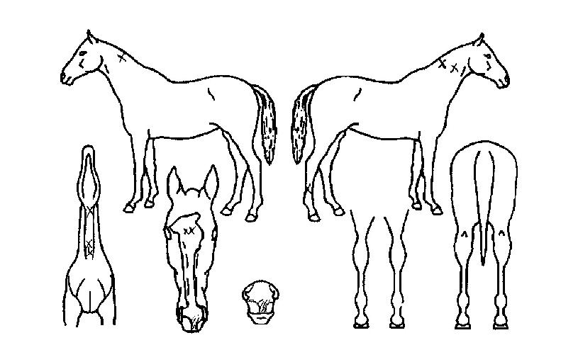 ±Ý°ºÒ±«ÀÇ Ãø¸é,¿ì¸é,µÞ¸é,µÎ»ó,´Ù¸®ÀÇ Æ¯Â¡µµÇØ