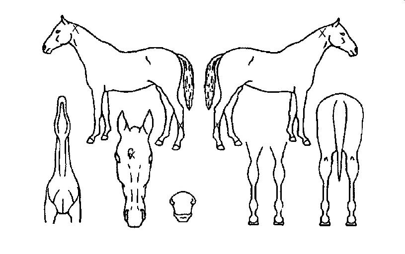 ºí·¢µ¥ÀÌÀÇ Ãø¸é,¿ì¸é,µÞ¸é,µÎ»ó,´Ù¸®ÀÇ Æ¯Â¡µµÇØ