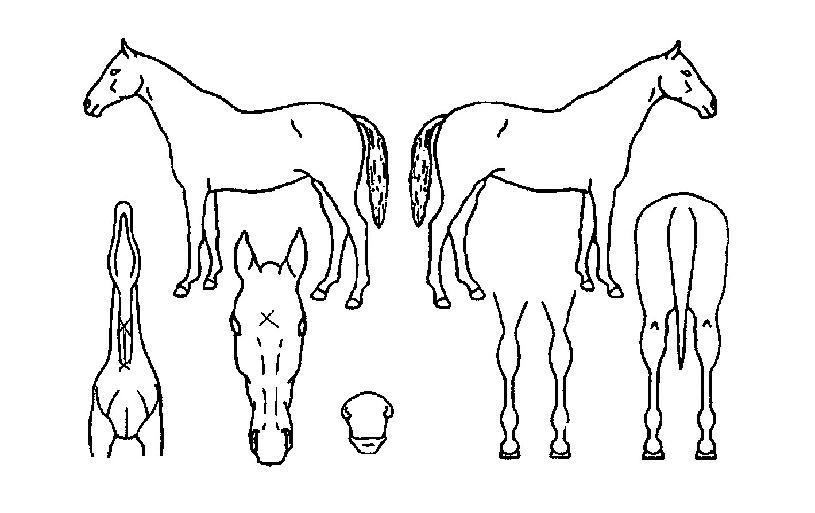 ���԰����� ����,���,�޸�,�λ�,�ٸ��� Ư¡����