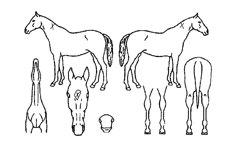 ½´ÆÛ½ºÅèÀÇ Ãø¸é,¿ì¸é,µÞ¸é,µÎ»ó,´Ù¸®ÀÇ Æ¯Â¡µµÇØ