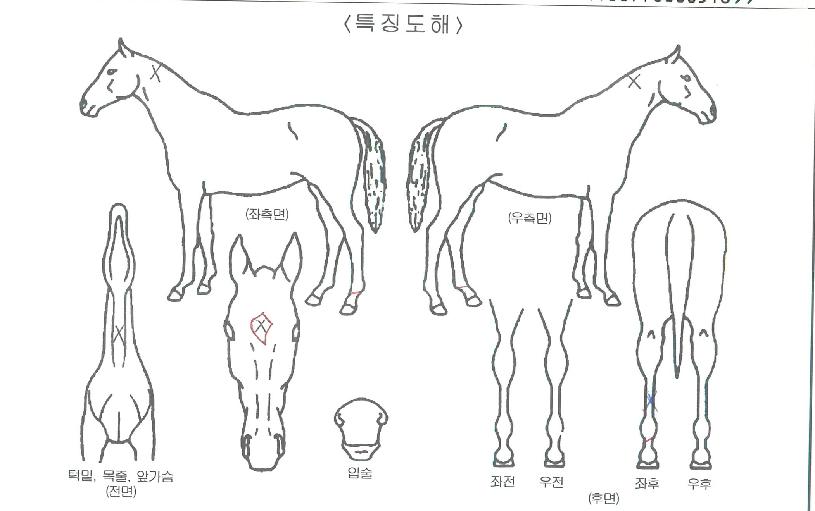 ÃÖ°È÷¾î·ÎÀÇ Ãø¸é,¿ì¸é,µÞ¸é,µÎ»ó,´Ù¸®ÀÇ Æ¯Â¡µµÇØ