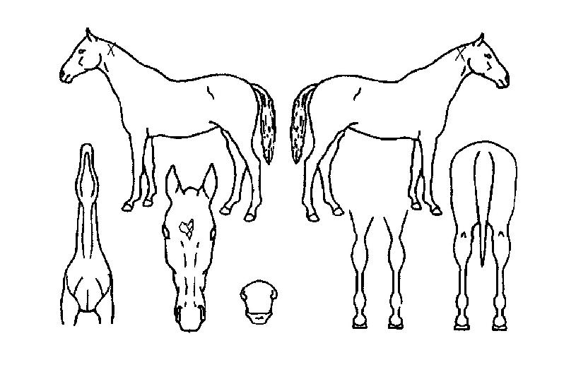 Å·½º·êÁîÀÇ Ãø¸é,¿ì¸é,µÞ¸é,µÎ»ó,´Ù¸®ÀÇ Æ¯Â¡µµÇØ