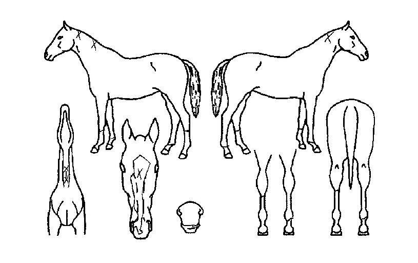 ÄèÇÑÀ¸¶äÀÇ Ãø¸é,¿ì¸é,µÞ¸é,µÎ»ó,´Ù¸®ÀÇ Æ¯Â¡µµÇØ