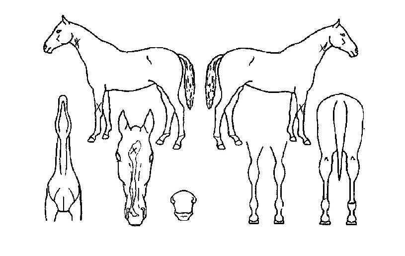 ¸®½ºÄýÀÇ Ãø¸é,¿ì¸é,µÞ¸é,µÎ»ó,´Ù¸®ÀÇ Æ¯Â¡µµÇØ