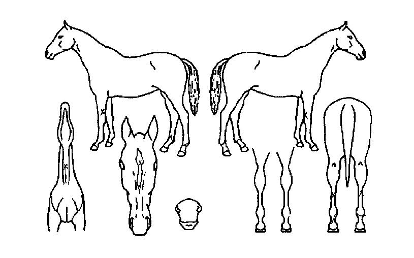 ¼ºÈ£Ãµ»çÀÇ Ãø¸é,¿ì¸é,µÞ¸é,µÎ»ó,´Ù¸®ÀÇ Æ¯Â¡µµÇØ