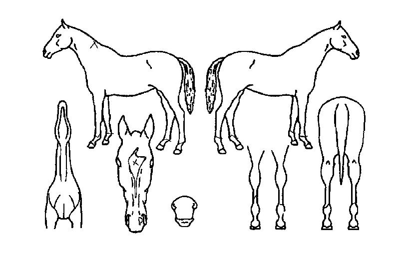 Ű³×ƽÀÇ Ãø¸é,¿ì¸é,µÞ¸é,µÎ»ó,´Ù¸®ÀÇ Æ¯Â¡µµÇØ