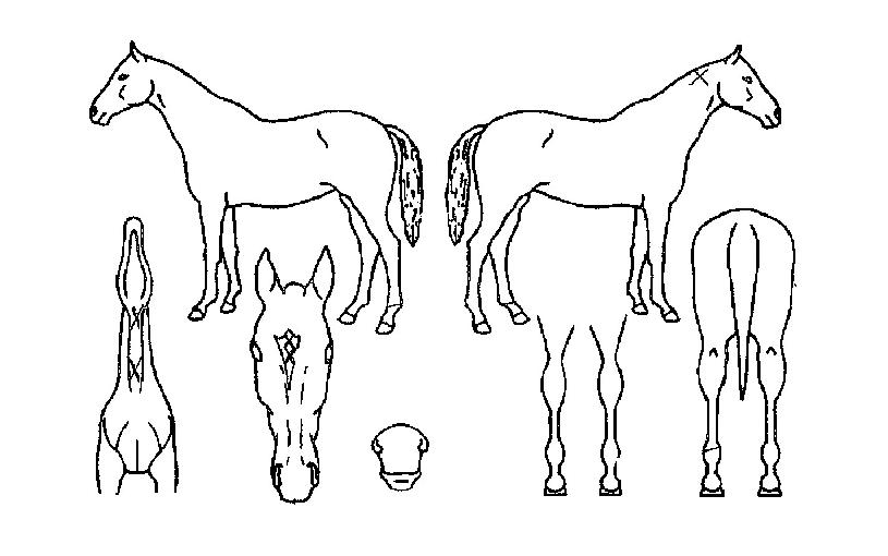 ·¹ÅäÀÇ Ãø¸é,¿ì¸é,µÞ¸é,µÎ»ó,´Ù¸®ÀÇ Æ¯Â¡µµÇØ