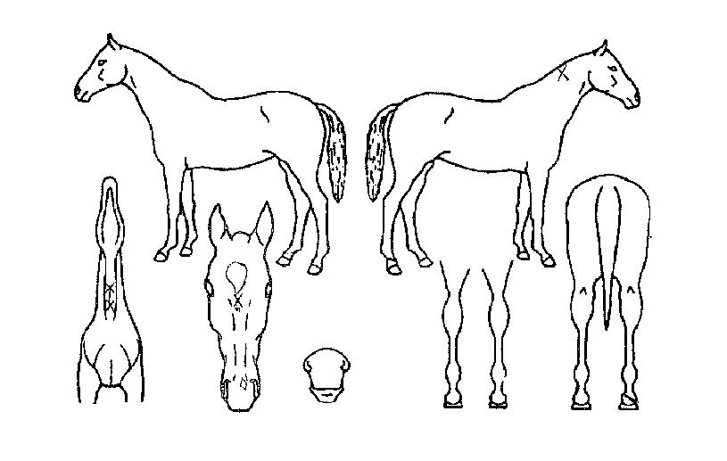 �ű���� ����,���,�޸�,�λ�,�ٸ��� Ư¡����