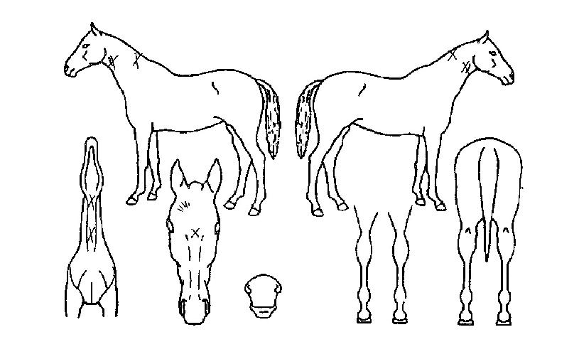 ���ɺ��� ����,���,�޸�,�λ�,�ٸ��� Ư¡����