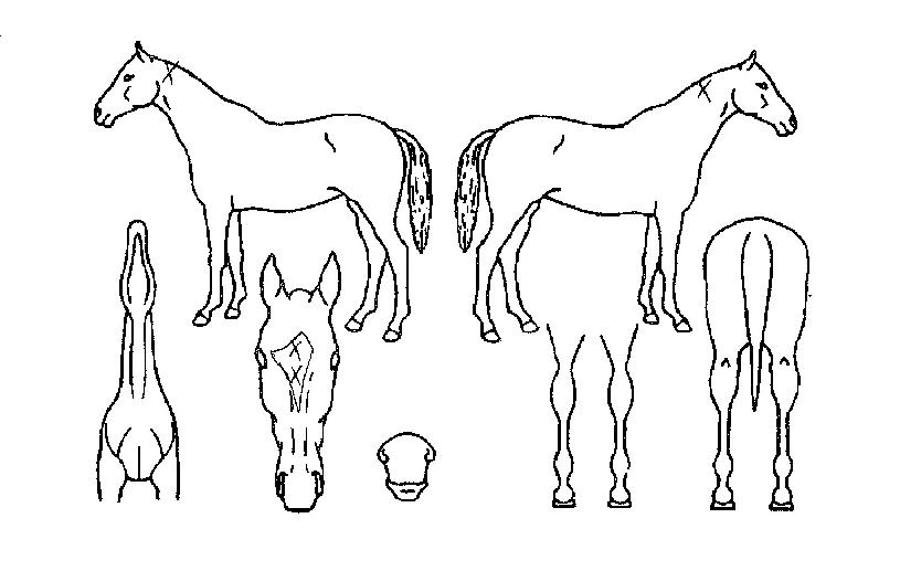 ���Ϸ����� ����,���,�޸�,�λ�,�ٸ��� Ư¡����