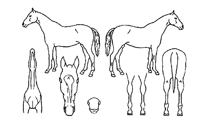 µå¸²¶óÀÎÀÇ Ãø¸é,¿ì¸é,µÞ¸é,µÎ»ó,´Ù¸®ÀÇ Æ¯Â¡µµÇØ