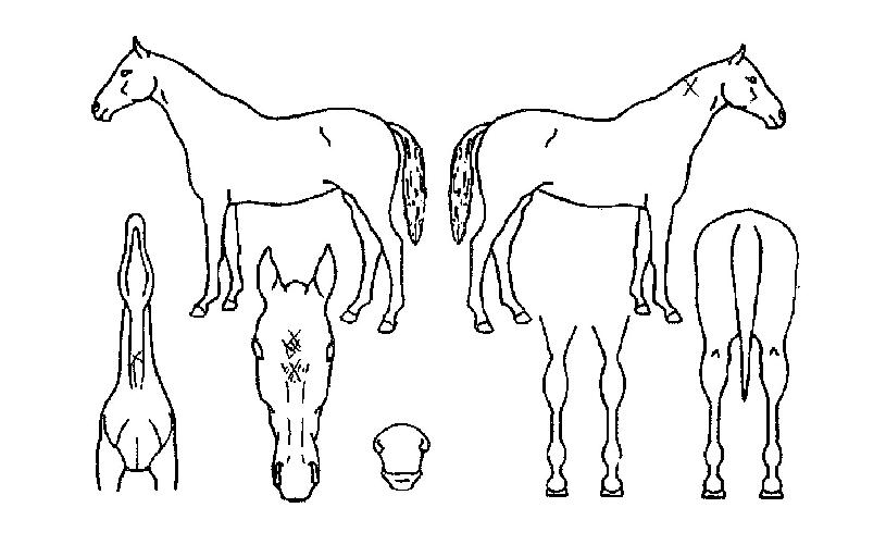 ±Û·Î¹ú³Ñ¹ö¿øÀÇ Ãø¸é,¿ì¸é,µÞ¸é,µÎ»ó,´Ù¸®ÀÇ Æ¯Â¡µµÇØ