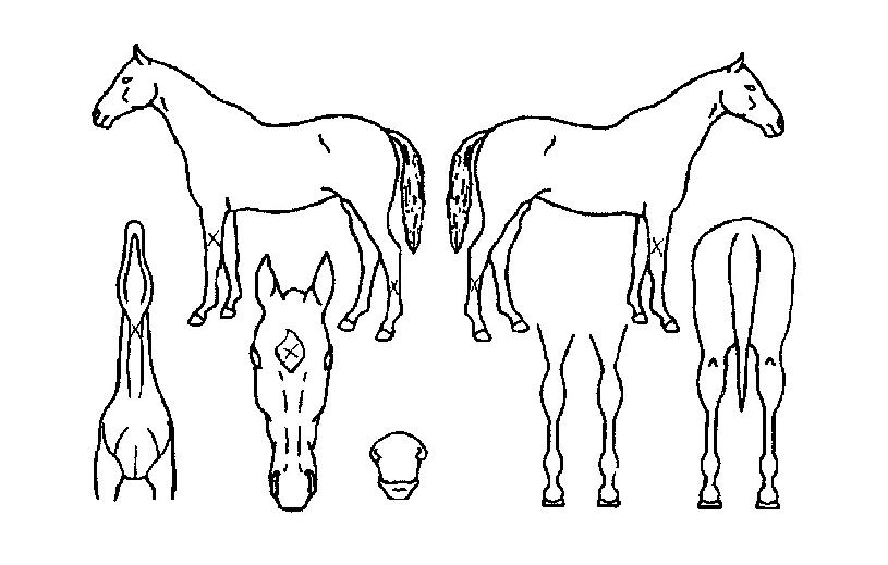 �Ǳ׹��� ����,���,�޸�,�λ�,�ٸ��� Ư¡����