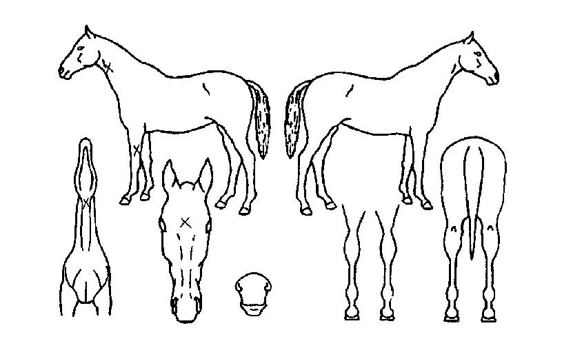 �ú����ε���� ����,���,�޸�,�λ�,�ٸ��� Ư¡����