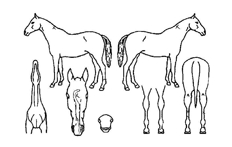 ¸¶ÇÏ·çÀÇ Ãø¸é,¿ì¸é,µÞ¸é,µÎ»ó,´Ù¸®ÀÇ Æ¯Â¡µµÇØ