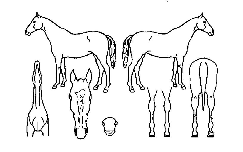 ��������Ʈ�� ����,���,�޸�,�λ�,�ٸ��� Ư¡����