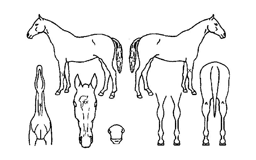 ÆÄÀνºÅ¸ÀÇ Ãø¸é,¿ì¸é,µÞ¸é,µÎ»ó,´Ù¸®ÀÇ Æ¯Â¡µµÇØ