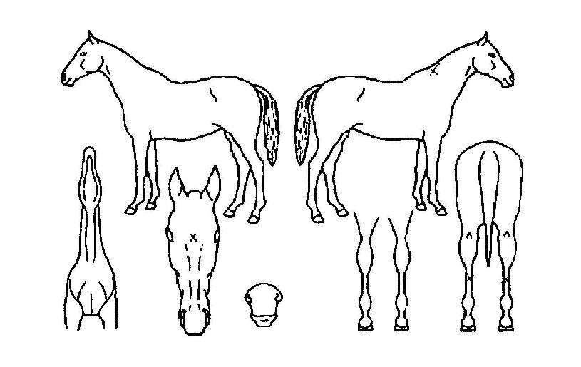 ºòÅÍÁý½ÃÀÚ¸¶ÀÇ Ãø¸é,¿ì¸é,µÞ¸é,µÎ»ó,´Ù¸®ÀÇ Æ¯Â¡µµÇØ