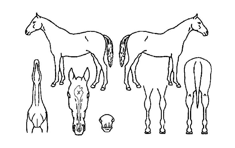 À¯´ÏÅ©ÀÇ Ãø¸é,¿ì¸é,µÞ¸é,µÎ»ó,´Ù¸®ÀÇ Æ¯Â¡µµÇØ