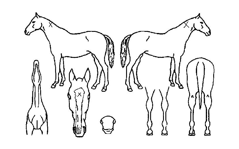 ·¹ÀΰÉÀÇ Ãø¸é,¿ì¸é,µÞ¸é,µÎ»ó,´Ù¸®ÀÇ Æ¯Â¡µµÇØ