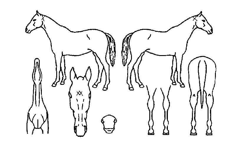 ÆÛÆåÆ®¿©½ÅÀÇ Ãø¸é,¿ì¸é,µÞ¸é,µÎ»ó,´Ù¸®ÀÇ Æ¯Â¡µµÇØ