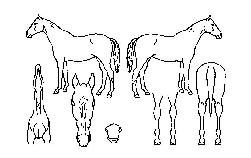 ´çÂùºñ»óÀÇ Ãø¸é,¿ì¸é,µÞ¸é,µÎ»ó,´Ù¸®ÀÇ Æ¯Â¡µµÇØ