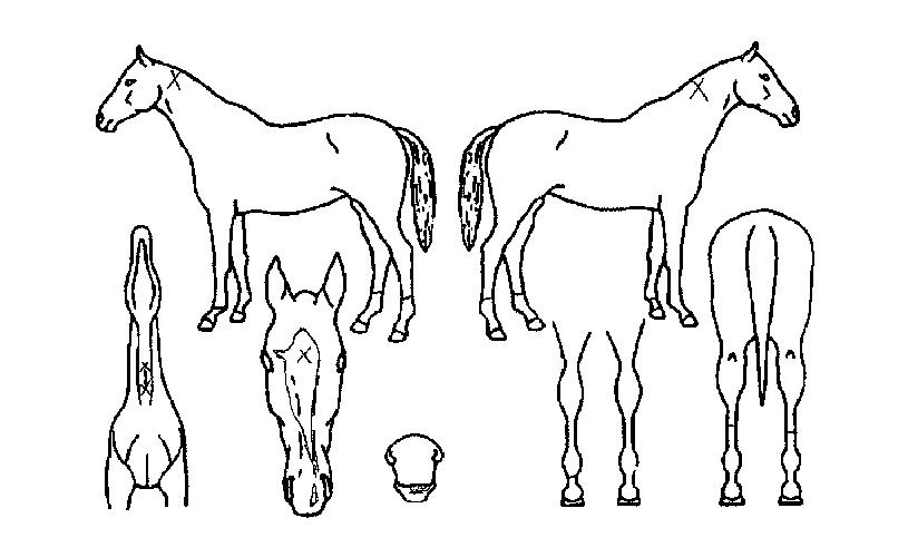 �������Ƽ�ڸ��� ����,���,�޸�,�λ�,�ٸ��� Ư¡����