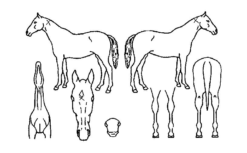 ¸ðµÎÀDzÉÀÇ Ãø¸é,¿ì¸é,µÞ¸é,µÎ»ó,´Ù¸®ÀÇ Æ¯Â¡µµÇØ