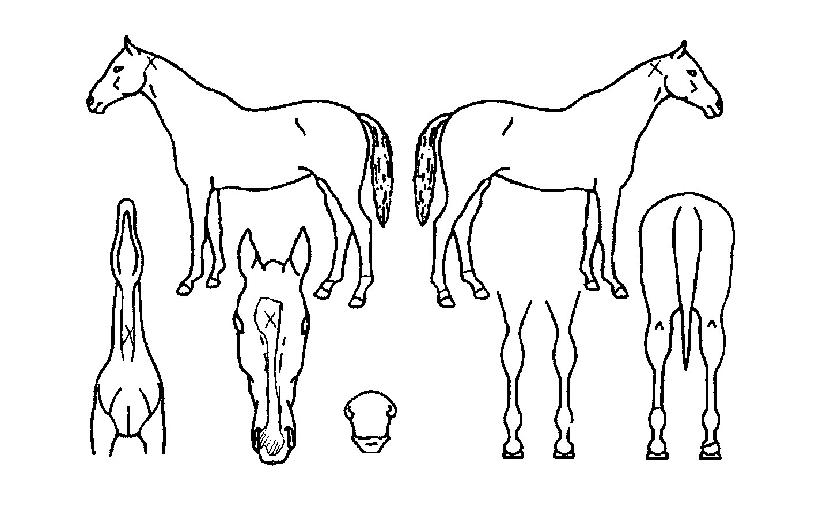 ÃÊ¿øºñ¹ÙüÀÇ Ãø¸é,¿ì¸é,µÞ¸é,µÎ»ó,´Ù¸®ÀÇ Æ¯Â¡µµÇØ