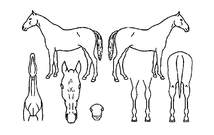 �����ǰ����� ����,���,�޸�,�λ�,�ٸ��� Ư¡����