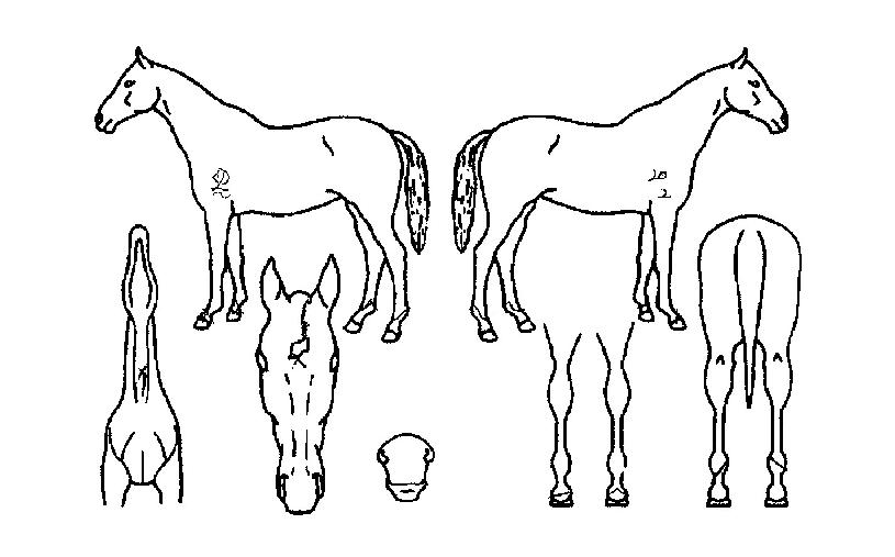 Ç÷¹ÀÓĹÀÇ Ãø¸é,¿ì¸é,µÞ¸é,µÎ»ó,´Ù¸®ÀÇ Æ¯Â¡µµÇØ