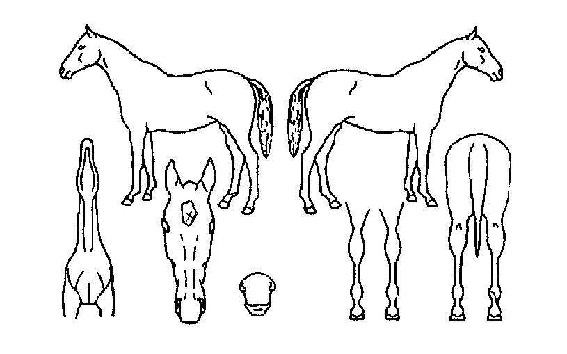 �¸������ ����,���,�޸�,�λ�,�ٸ��� Ư¡����