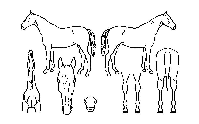 ����ǿ����� ����,���,�޸�,�λ�,�ٸ��� Ư¡����