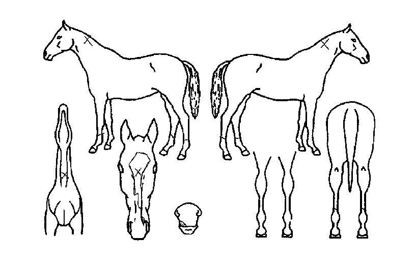 ¸Þ¸¦¸°´º½ºÀÇ Ãø¸é,¿ì¸é,µÞ¸é,µÎ»ó,´Ù¸®ÀÇ Æ¯Â¡µµÇØ