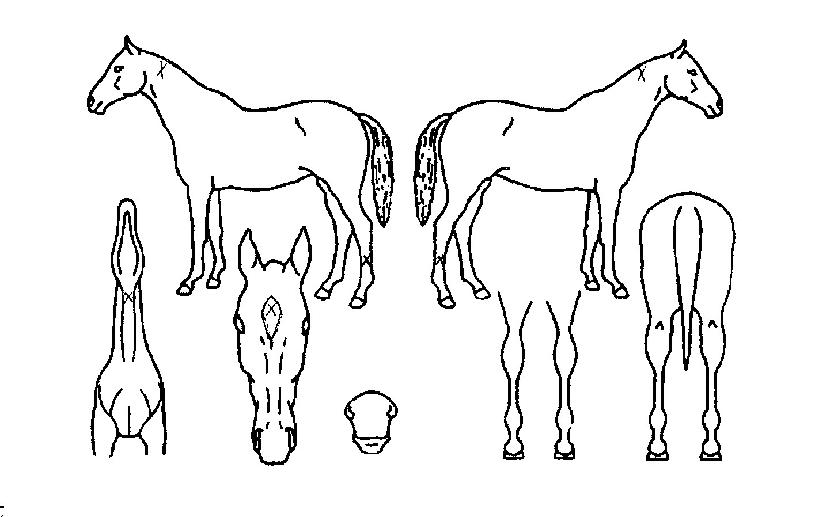 ·±Æ÷È÷¾î·ÎÀÇ Ãø¸é,¿ì¸é,µÞ¸é,µÎ»ó,´Ù¸®ÀÇ Æ¯Â¡µµÇØ