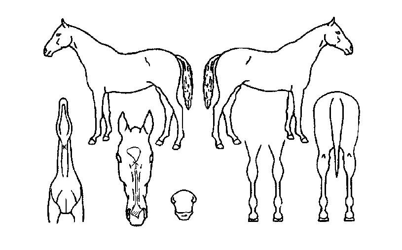 Ŭ¸°¾÷½ÃµåÀÇ Ãø¸é,¿ì¸é,µÞ¸é,µÎ»ó,´Ù¸®ÀÇ Æ¯Â¡µµÇØ