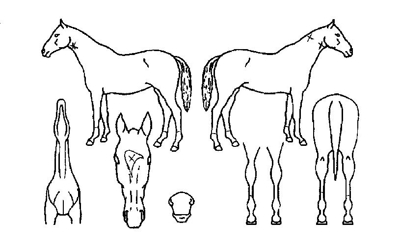 À¯¼º¸®´õÀÇ Ãø¸é,¿ì¸é,µÞ¸é,µÎ»ó,´Ù¸®ÀÇ Æ¯Â¡µµÇØ