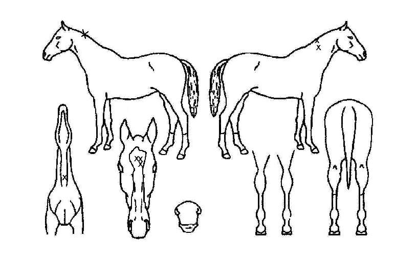 ´ë¸¶ÇʽÂÀÇ Ãø¸é,¿ì¸é,µÞ¸é,µÎ»ó,´Ù¸®ÀÇ Æ¯Â¡µµÇØ