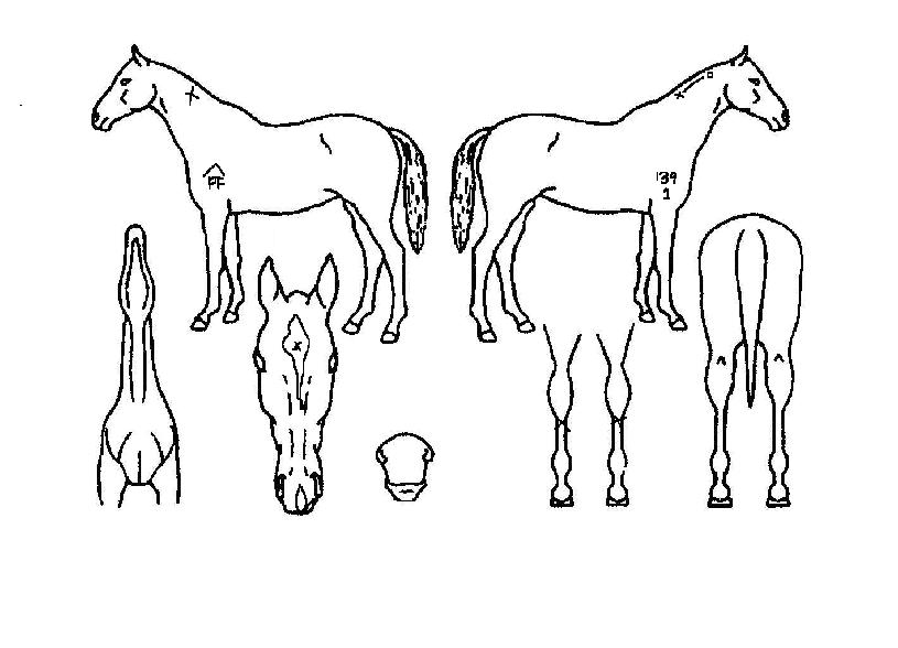 ������ ����,���,�޸�,�λ�,�ٸ��� Ư¡����