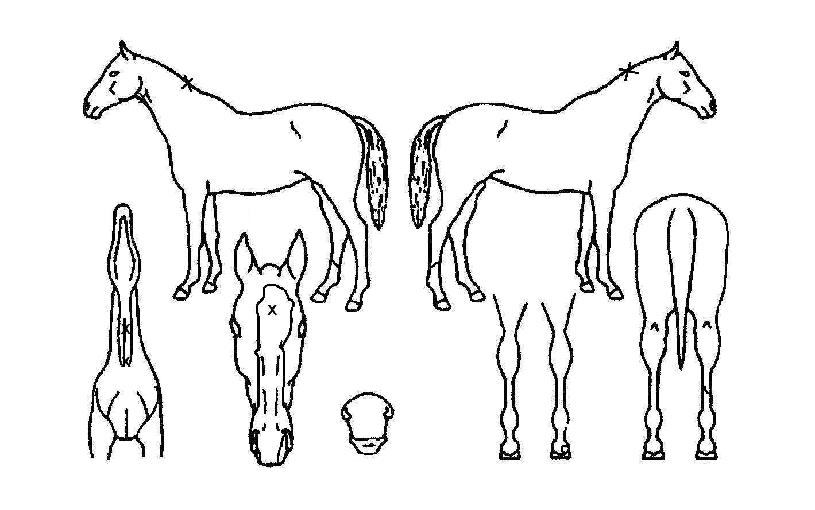 Ȳ±Ý°¡¼ÓÀÇ Ãø¸é,¿ì¸é,µÞ¸é,µÎ»ó,´Ù¸®ÀÇ Æ¯Â¡µµÇØ