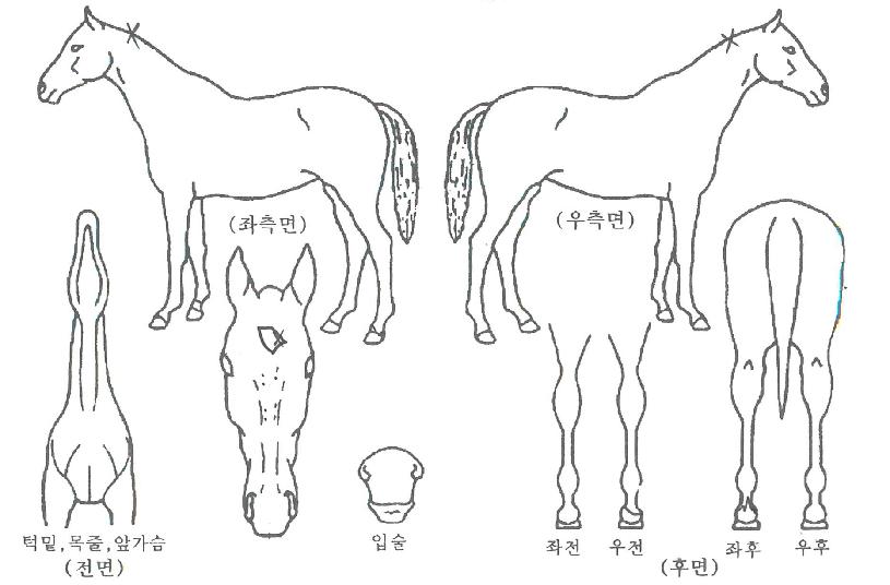 ī�캸�̼��� ����,���,�޸�,�λ�,�ٸ��� Ư¡����