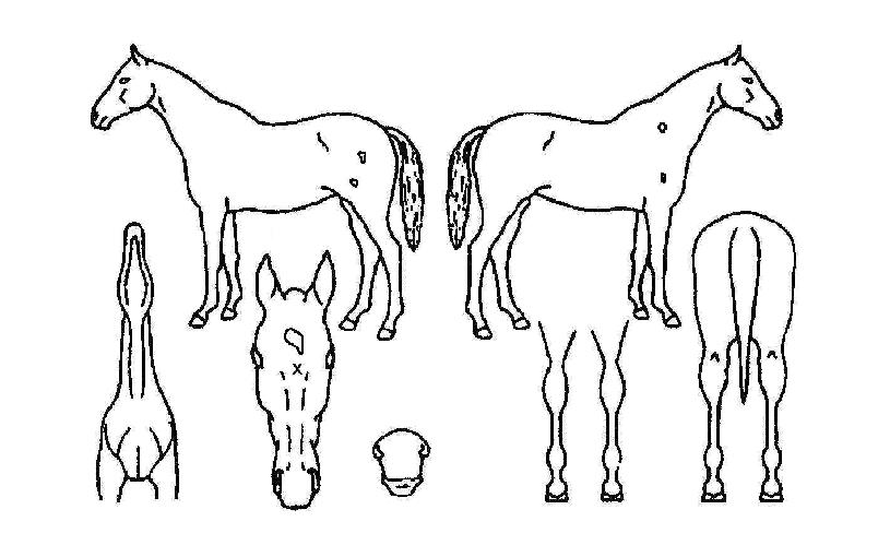 �ڵ忡�̽��� ����,���,�޸�,�λ�,�ٸ��� Ư¡����