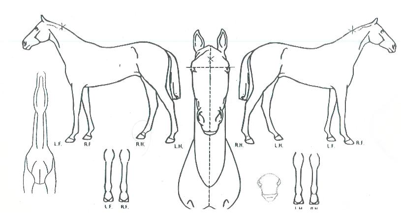 ���׳ʸ��� ����,���,�޸�,�λ�,�ٸ��� Ư¡����