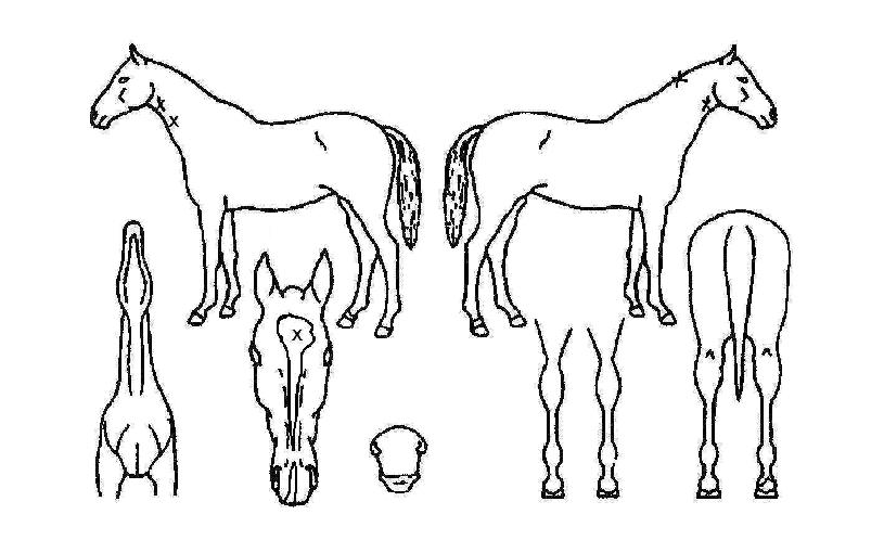 ³ëºí¾Úºñ¼ÇÀÇ Ãø¸é,¿ì¸é,µÞ¸é,µÎ»ó,´Ù¸®ÀÇ Æ¯Â¡µµÇØ