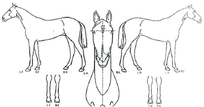 �ڼ����� ����,���,�޸�,�λ�,�ٸ��� Ư¡����